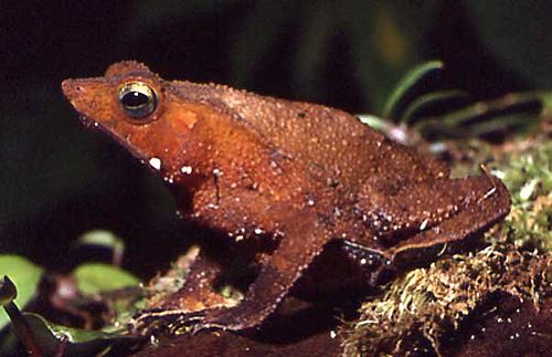 Rhinella proboscidea